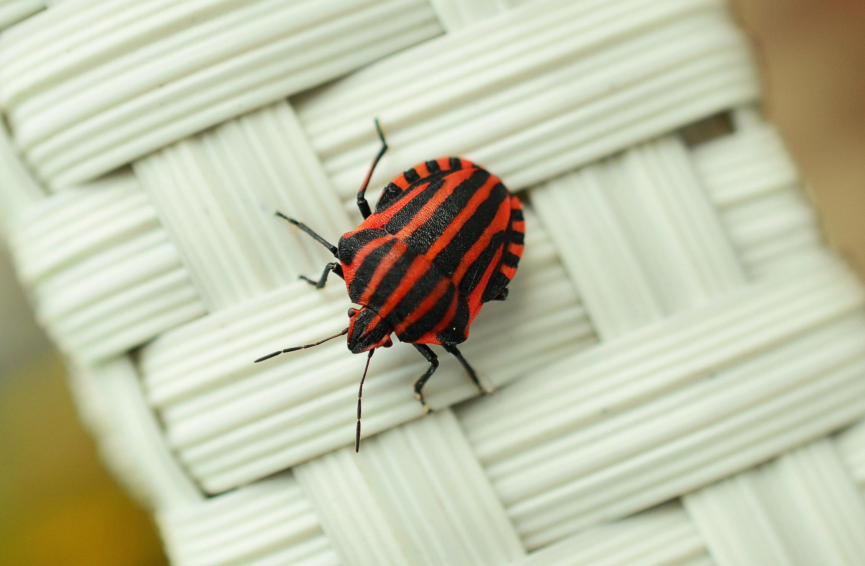 How to get rid of Stink Bugs