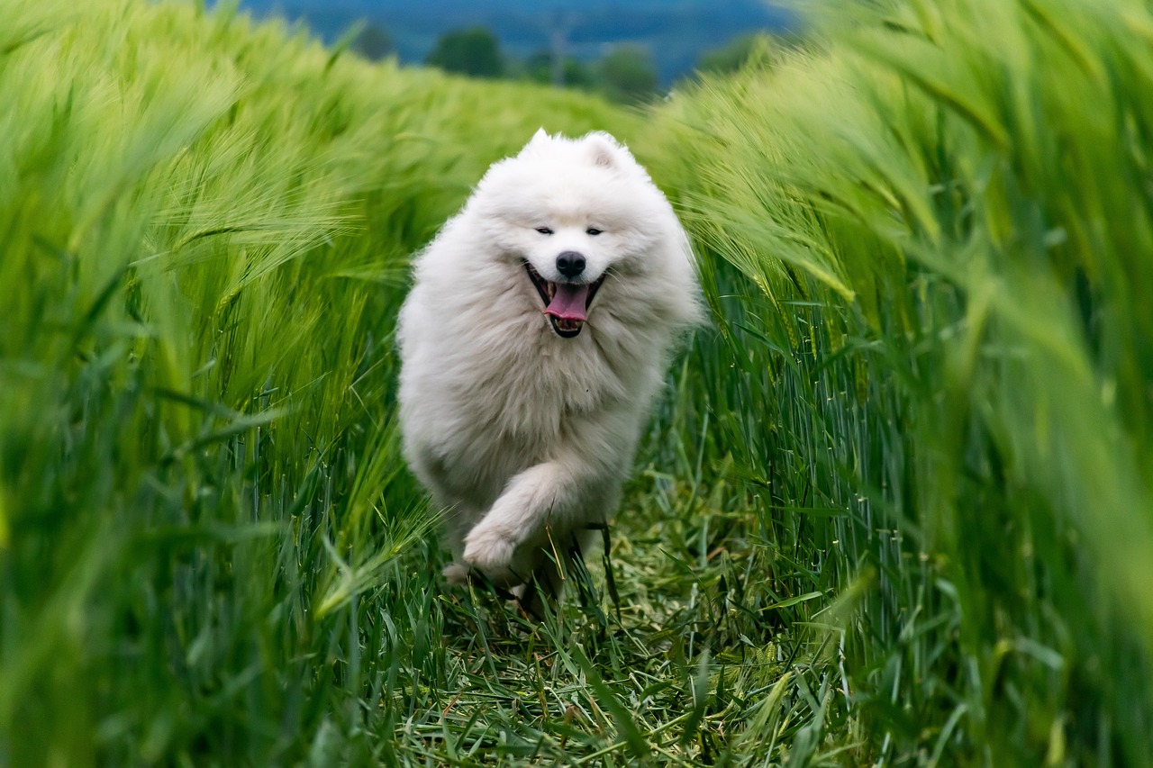 Why Do Dogs Eat Grass?