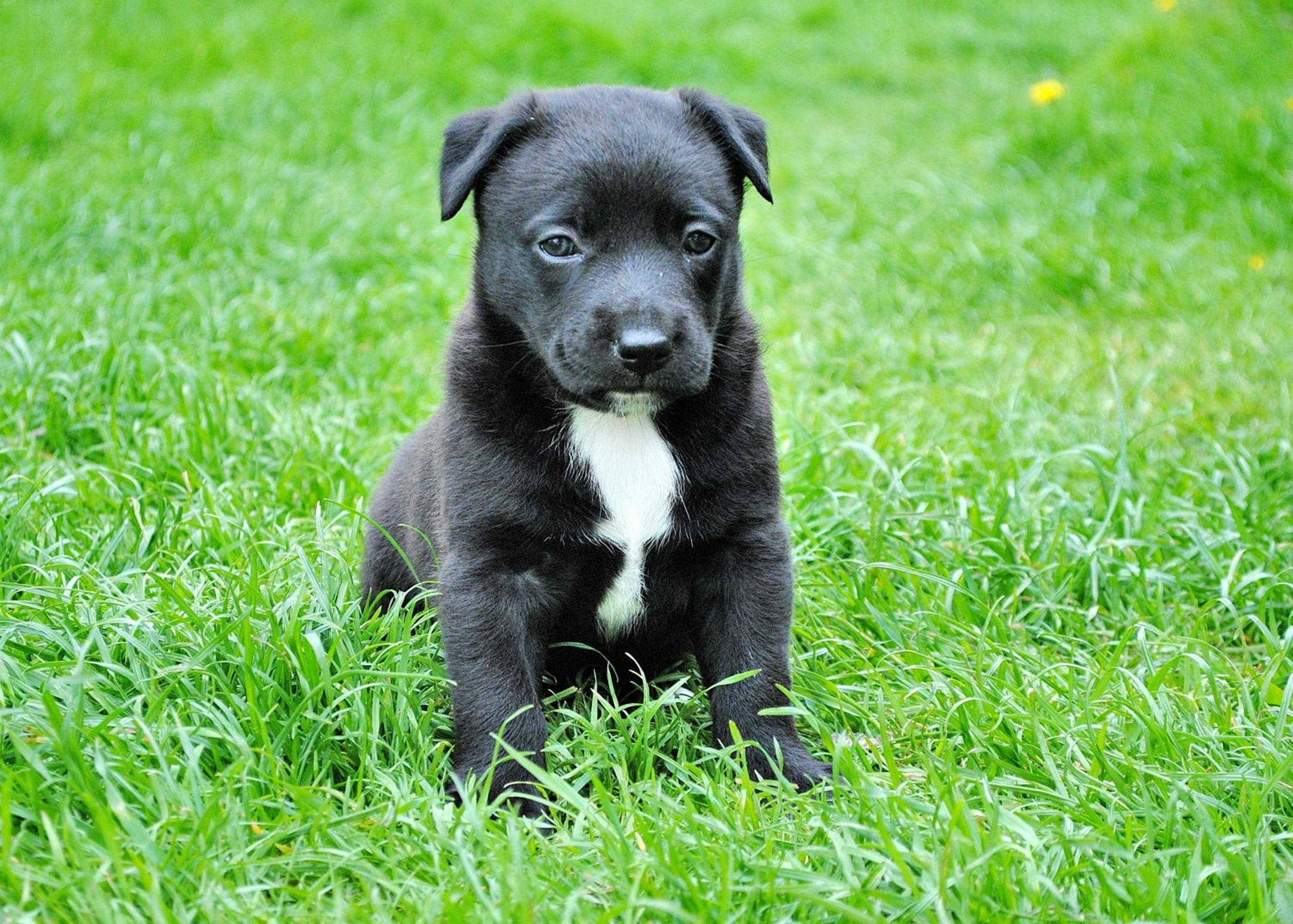 Why Do Dogs Eat Grass?